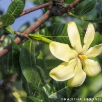 Gardenia fosbergii Tirveng.